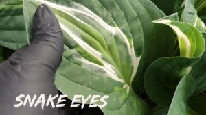 Хоста сорт Snake Eyes...#hosta #хоста #сорта #коллекция