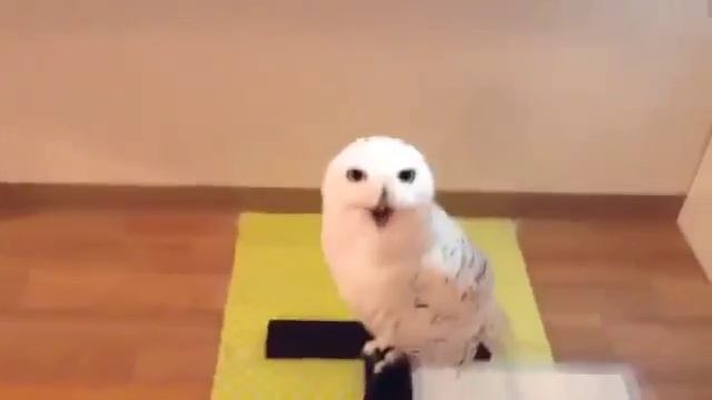 Как смеется сова