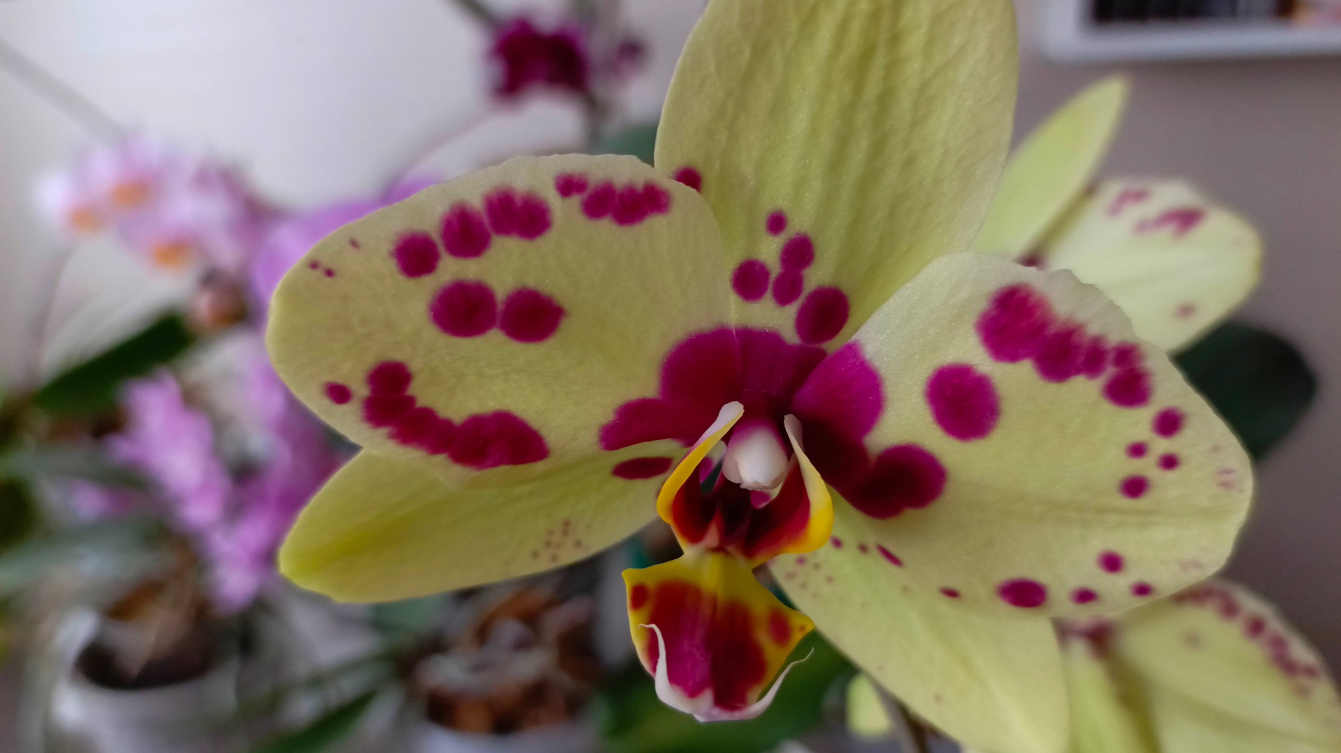 Как омолодить орхидею, каким средством обработать, пошаговая инструкция смотреть онлайн