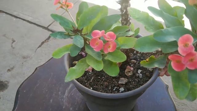 Coronas de tonos rosas смотреть онлайн