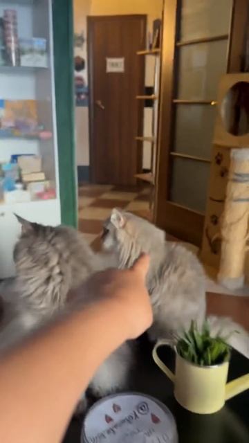 Котокафе Ростов на Дону / Барсик TV смотреть онлайн