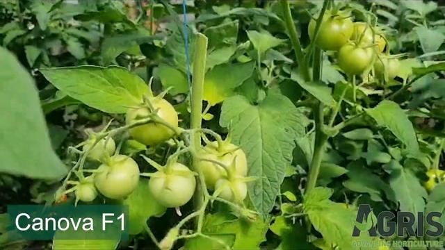 Canova F1 - Cultura De Tomate în Jud. Iași, Loc. Târgu Frumos, La Ferma Familiei Maxim