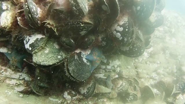 Сбор и поиск морепродуктов. Сезон летнего дайвинга. Погружение с аквалангом. Дайвинг смотреть онлайн