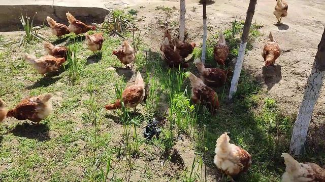 Ломан Браун Курицы Эффективный смотреть онлайн