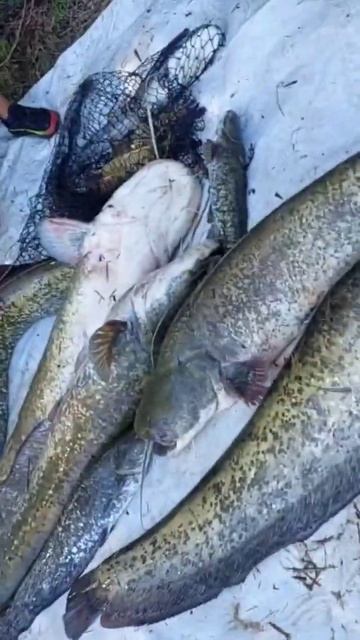 риболов на сом и шаран