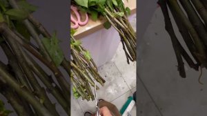 Как ухаживать или восстановить сирень ?