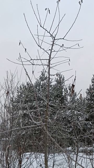 🌳ЯБЛОНЯ НА СЕМЕННОМ ПОДВОЕ смотреть онлайн