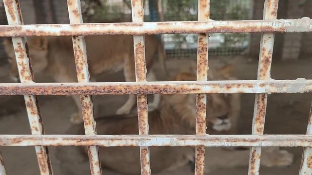 African lion in Sahiwal. Pakistan. iris resort смотреть онлайн