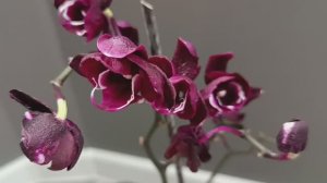 Моя НАХОДКА🤩😍🥰 Распаковка НОВОЙ орхидеи #орхидеи #распаковкаорхидеи