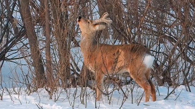 Голод не тётка. Зимой и горькая ива сойдёт. смотреть онлайн
