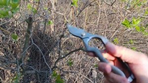 Лучшие японские секаторы в тесте.