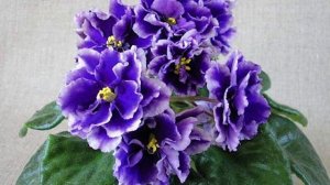 Топ - 3 Интересных факта о фиалках, о которых вы точно не знали