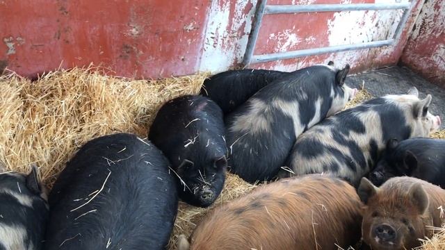 Pastured Pigs - Kune Kune/American Guinea смотреть онлайн