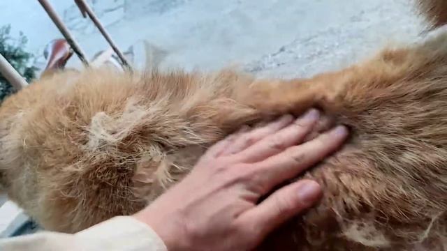 Евпаторийский пёс Миша смотреть онлайн