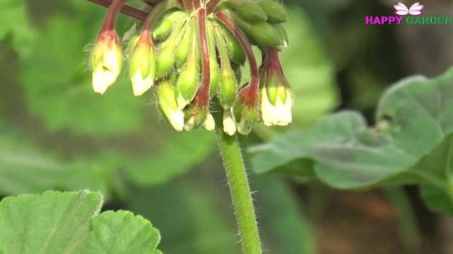 Phong lữ thảo loại hoa đẹp nhiều người ưa trồng смотреть онлайн