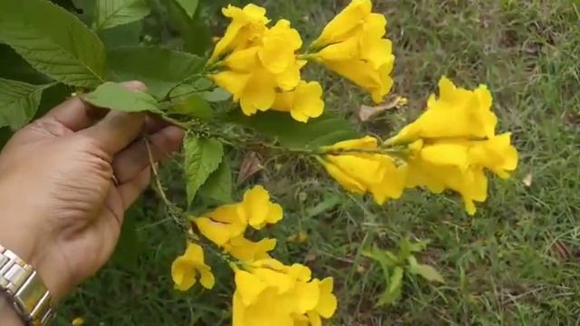 #Tecoma stans planting, caring and medicinal benefits смотреть онлайн