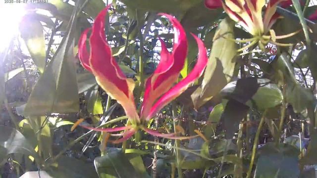 A Gloriosa flower blooming & withering смотреть онлайн