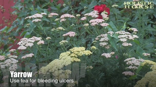 Herbs n' Pastures: Yarrow смотреть онлайн