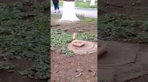 Леди в пушистом. Встреча с белкой. Белочкой фотомоделью. Саксофон