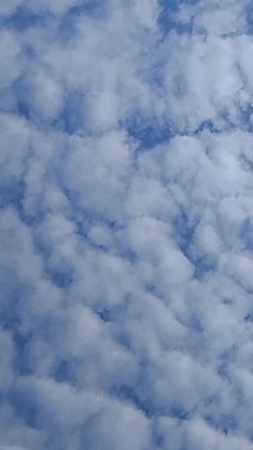 Атака ястреба!! Минус чёрный голубь #shorts #shorts смотреть онлайн