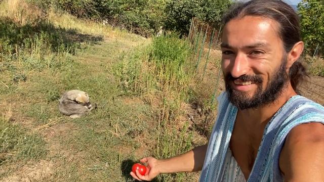 Стар Сорт Домати в Парника на ЖельоМир. Хибрид ли е Домата? Отглеждане на Био Плодове и Зеленчуци смотреть онлайн