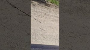 Треск вариатора? На Ниссан Икстрейл т31 2.5 при начале движения.Что за ху?