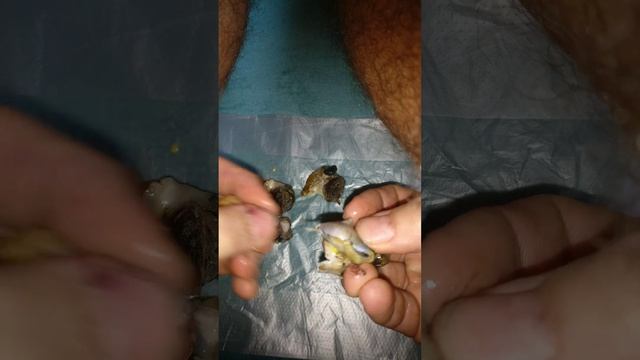 Рапаны смотреть онлайн