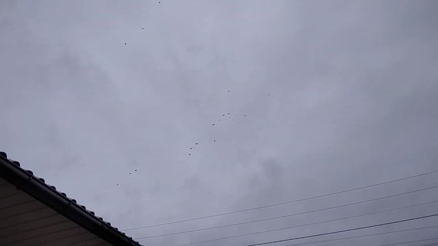 Мои николаевские голуби🕊 (мои и Вовчика) смотреть онлайн