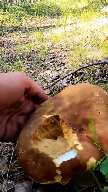 Нашёл ОГРОМНЫЙ боровик в ЛЕСУ #лес #грибы #тайга #грибники #находка #карелия смотреть онлайн