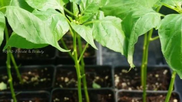 5 Easy Growing Vegetables at Home in Tamil | RiyAz- 𝐹𝑜𝑜𝒹𝒾𝑒 & 𝐵𝑒𝒶𝓊𝓉𝓎 смотреть онлайн