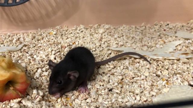 Ручные Крысята Дамбо смотреть онлайн