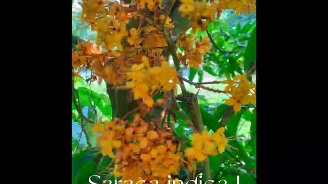 Saraca indica L смотреть онлайн
