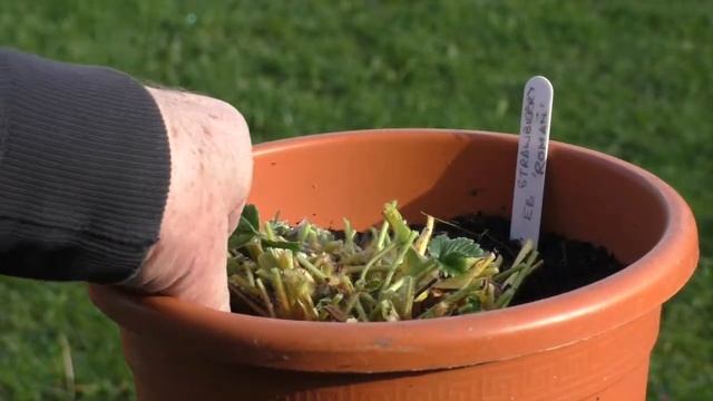 110 - Earliest Strawberries смотреть онлайн