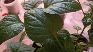 14 апреля.Начинаем новую жизнь.