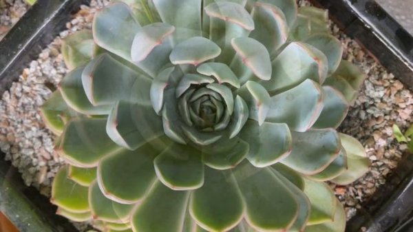 Exotic tropical jungle garden East Midlands UK July 2021 HD