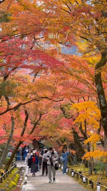 嵐山賞楓景點 #京都 #景點嵐山 #京都賞楓景點 #京都観光 #京都旅遊 смотреть онлайн
