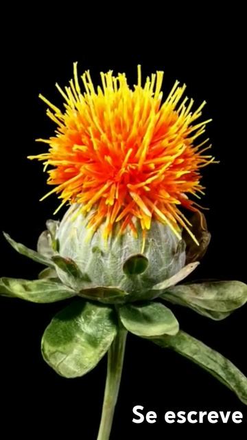 flores muito lindas se abrindo смотреть онлайн