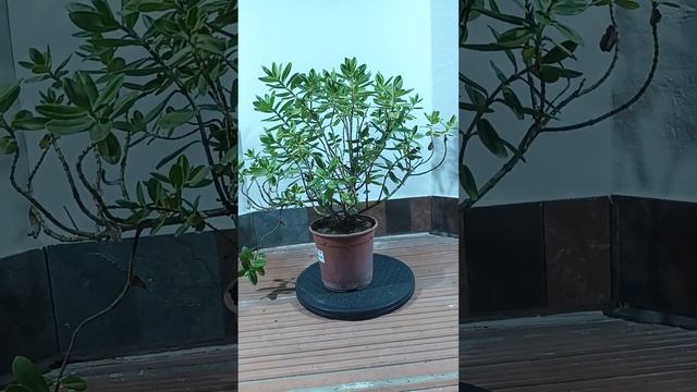 @EUROBONSAI FICHA BONSÁI: HEBE BUXIFOLIA (Verónica, Hebe) смотреть онлайн