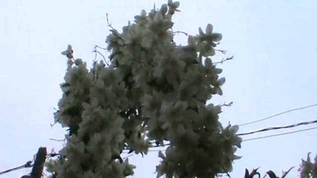 ...iasomia... смотреть онлайн
