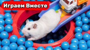 Лабиринт для Хомяка 🐹 Умный Хомяк выбирается из Интересного лабиринта с ловушками и шариками !