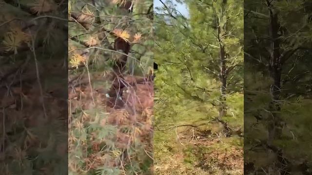 Кейс Mauget: спасаем сосну от короеда. Результат за полгода! смотреть онлайн