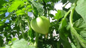 Высадила первых Томатных Гномов на улицу 12 апреля. Какие сорта выбрала для первой посадки.