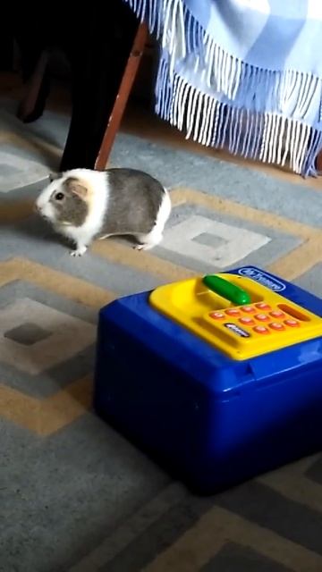 Морская свинка Брюша просит кушать))) смотреть онлайн