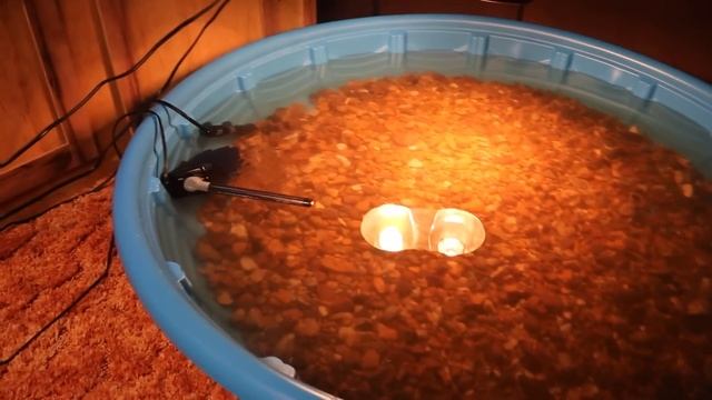 DIY Baby Turtle Pond Setup! (CHEAP) смотреть онлайн
