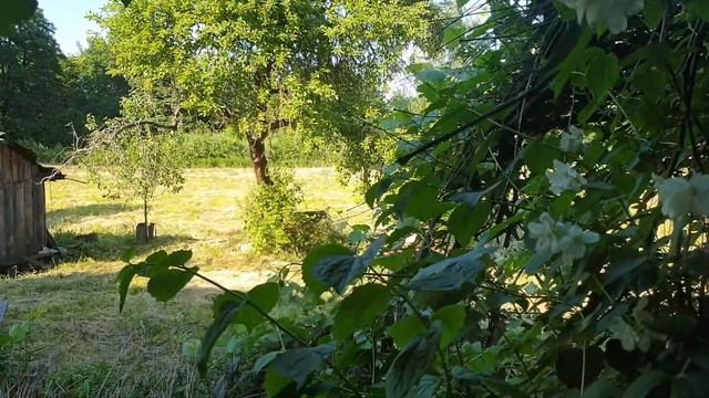 КУПИЛА ДОМ В ДЕРЕВНЕ / Жасмин прямо в окно :) смотреть онлайн