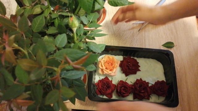 Сушим сухоцветы в силикагеле от ResinArt