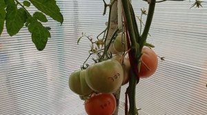 Томат Колхозная королева