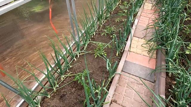 Warzywa posadzone. Przegląd warzywnika i szklarni. Wysiane i posadzone to co chcieliśmy. смотреть онлайн