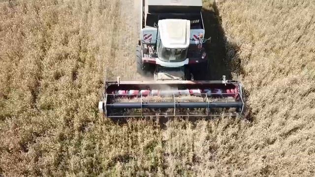 Ооо агрофирма Лаишевская, уборка зерновых смотреть онлайн