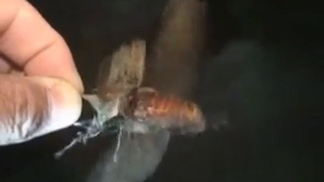 Dynastes flying смотреть онлайн